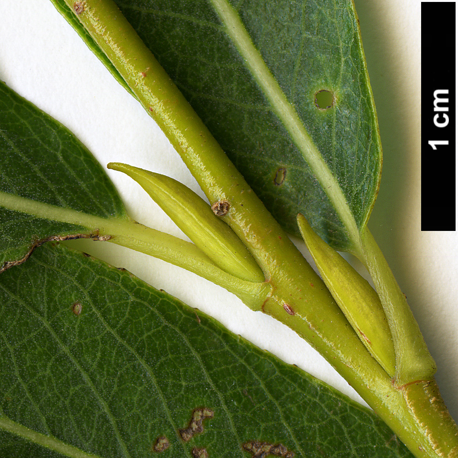 High resolution image: Family: Salicaceae - Genus: Salix - Taxon: purpurea - SpeciesSub: var. lambertiana